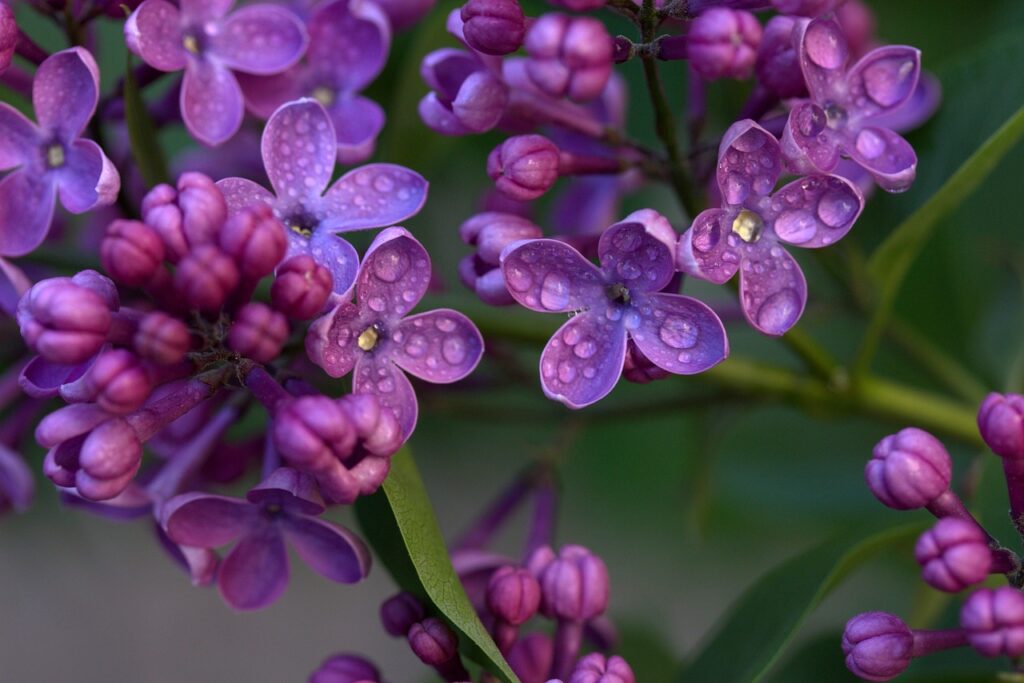 lilac, flowers, dew