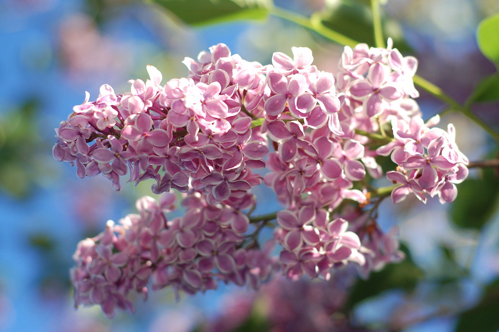 Bloomerang Lilac vs. Korean Lilac:  Choose one of them