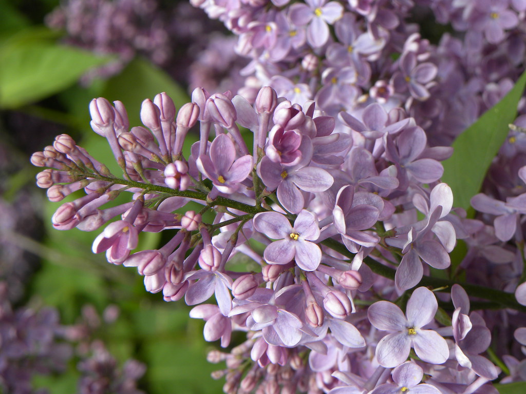 Korean Lilac, Bloomerang Lilac vs. Korean Lilac