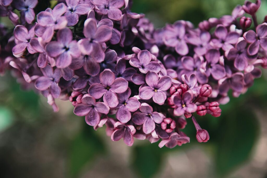 purple flowers, Bloomerang Lilac, Bloomerang Lilac and Korean Lilac